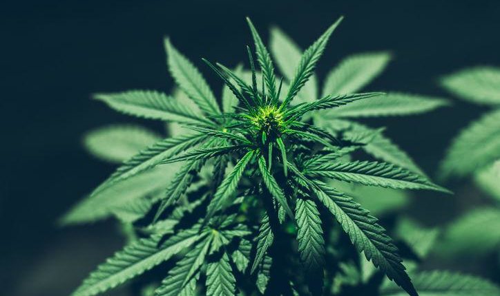 City of Billings asks judge to toss civil rights claims in pot dispensary lawsuit | National News