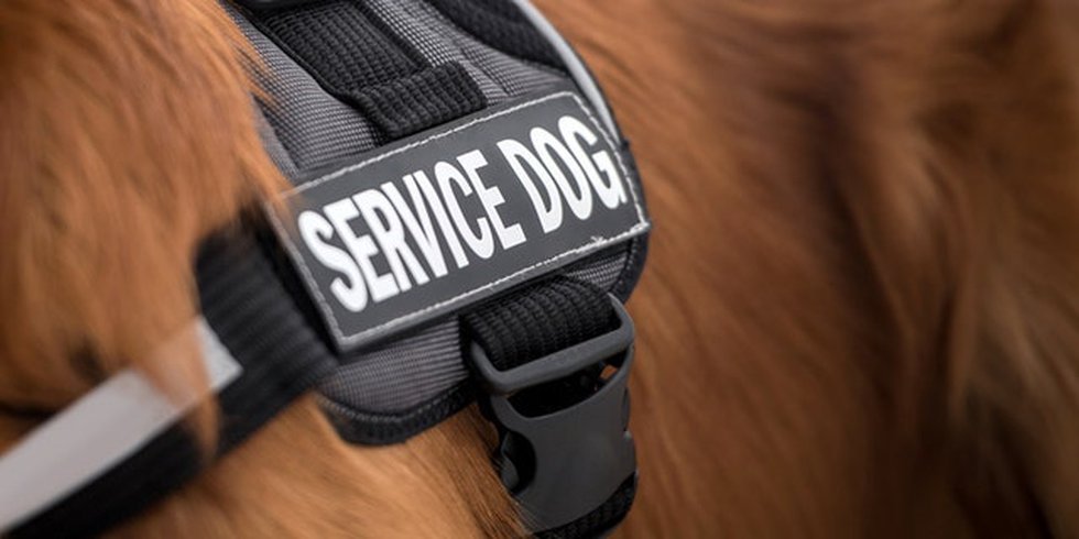 AG resolves civil rights case after Tucson veteran and service dog denied service
